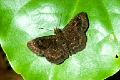 HESPERIIDAE_B, (Pyrginae)